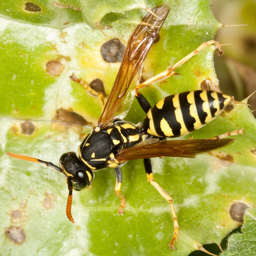 Polistes dominulus? Probabilmente, P. associus